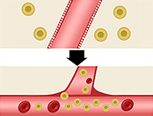 中性脂肪がリンパや血液によって排泄・エネルギー消費されるイメージ図